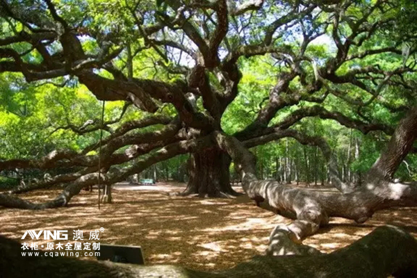 澳威全屋定制：这些树能长寿，原来是有秘诀的……